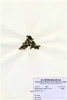 藏品(盾葉蕨藻)的圖片